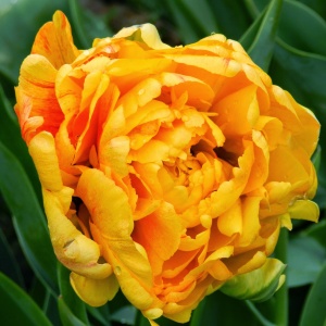 Луковица НВМ Тюльпан Санлавер 11/12 желтый 5шт