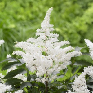 Корневище Астильба Рок энд Ролл, 1шт/уп