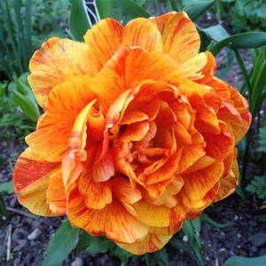 Луковица НВМ Тюльпан Монте Флейм 10/11 оранжевый 5шт