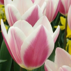 Луковица НВМ Тюльпан Эрли Сюрпрайз 10/11 розовый 5шт