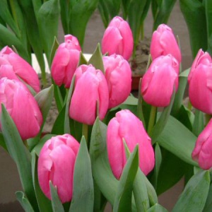 Луковица НВМ Тюльпан Джамбо Пинк 10/11 розовый 5шт