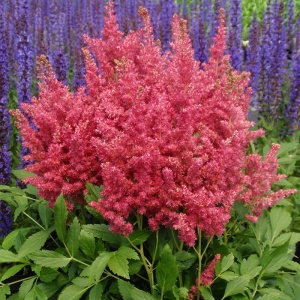 Корневище Астильба Мэгги Дели, 1шт/уп