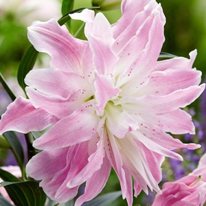 Луковица НВМ Лилия Лотус Элеганс 1шт/уп