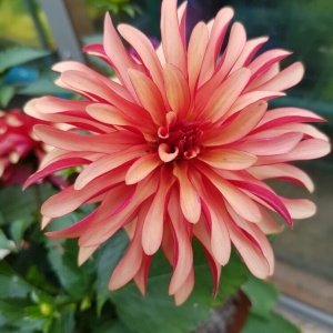 Клубень HBM Георгина Геллери Арт Деко 1шт/уп