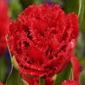 Луковица НВМ Тюльпан Лайон Кинг 10/11 красный 5шт