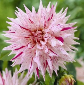 Клубень НВМ Георгина Кактусовая Микc Пепперминт (II) 1шт