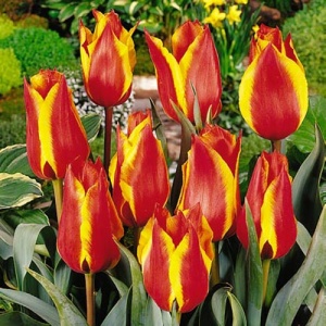 Луковица НВМ Тюльпан Спринг Сюрпрайз 10/11 вишневый 5шт