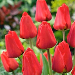 Луковица НВМ Тюльпан Фостери Кинг 10/11 красный 5шт