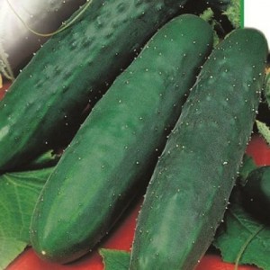 Семена огурец Зозуля F1 Лидер 10шт Аэлита