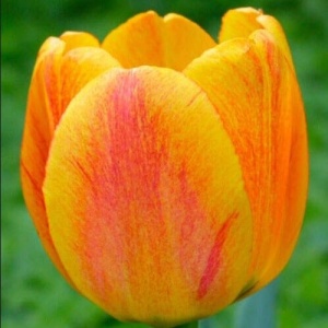 Луковица НВМ Тюльпан Блашинг Апелдорн 11/12 желтый 5шт