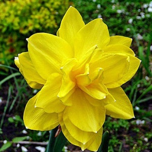 Луковица НВМ Нарцисс Голден Дукат 10/12 желтый 5шт