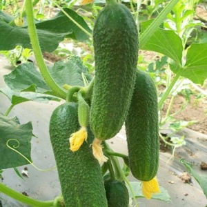 Семена огурец Малютка-Анютка корнишон F1 Авторские 10шт Гавриш