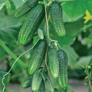 Семена огурец Гирлянда F1 Авторские 10шт Гавриш
