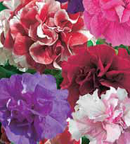 Семена цветов петуния Бонанза махровая смесь окрасок 10шт Агроуспех