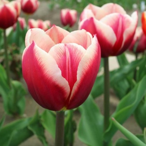 Луковица НВМ Тюльпан Поул Позишн 10/11 красно-белый 5шт