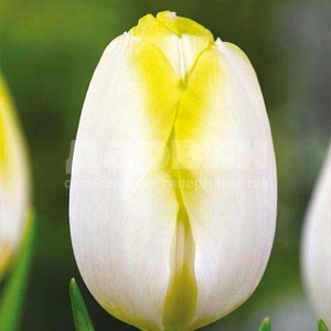 Луковица НВМ Тюльпан Болрояль Силвер 10/11 белый 5шт