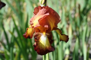 Корневище НВМ Ирис Германский Споттэд Йеллоу (I) 1шт