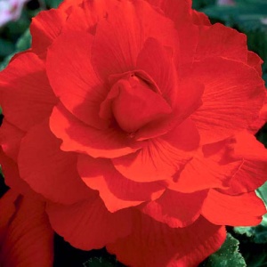 Клубень НВМ Бегония Дабл Рэд 4/5 2шт