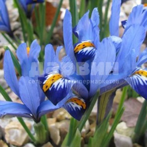 Корневище НВМ Ирис ретикулата Гордон 5/6 8 шт