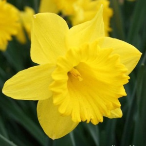 Луковица НВМ Нарцисс Датч Мастер желтый 10/12 5шт