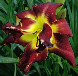 Корневище НВМ Лилейник Дабл Блэк II 1шт/уп