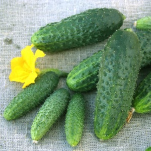 Семена огурец Щедрик пикуль F1 Авторские 1+1 20шт Гавриш