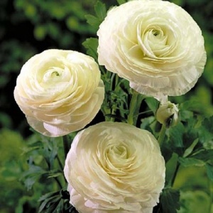 Корневище НВМ Ранункулюс Белый 5/6 10шт