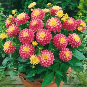 Клубень НВМ Георгина Галлери Рембрандт (I) 1шт