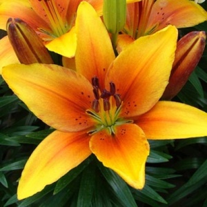 Луковица НВМ Лилия Голден Джой 12/14 3шт/уп