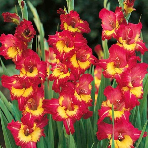 Луковица НВМ Гладиолус Фар Вест 10/12 5шт