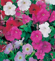 Семена цветов петуния Балконная смесь окрасок 0,1г Агроуспех