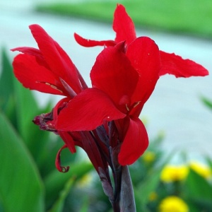 Корневище Канна Фаербирд , 1 шт/уп