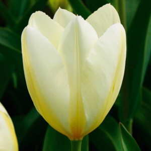 Луковица тюльпан Уайт Эмперор 11/12, 5 шт/уп