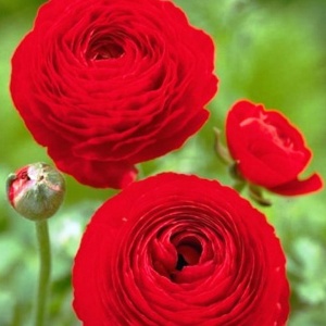 Корневище НВМ Ранункулюс Красный 5/6 10шт