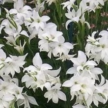 Луковица НВМ Гладиолус Мини Альбус 9/+ 5шт