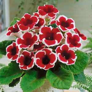 Клубень НВМ Глоксиния Кайзер Фридрих 5/6 1шт