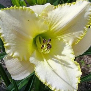 Корневище НВМ Лилейник Близзард Бэй (I) 1шт