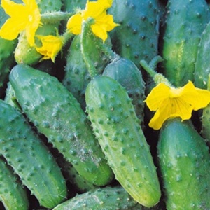 Семена огурец Печора корнишон F1 Авторские 10шт Гавриш