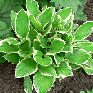 Корневище НВМ Хоста Альбомаргината  11/12 1шт