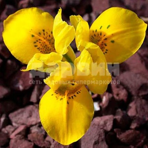 Луковица ирис Данфордия 5/6, 8 шт/уп