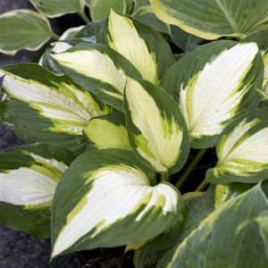 Корневище Хоста Колор Фестивал , 1 шт/уп