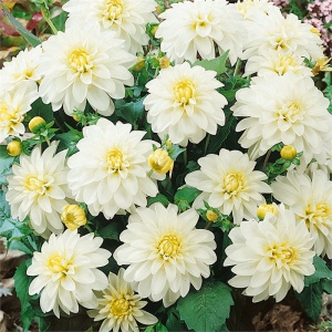 Клубень НВМ Георгина Галлери арт Фейри (I) 1шт