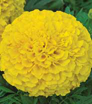 Семена цветов Бархатцы (Тагетес) Антигуа лимонные карлики F1 7шт Агроуспех