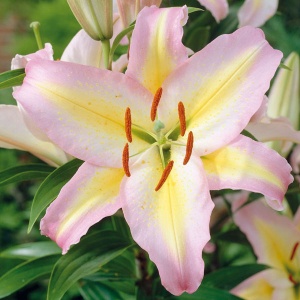 Луковица НВМ Лилия Восточная Стар Класс 10/12 2шт