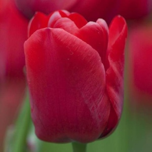 Луковица НВМ Тюльпан Иль Де Франс 10/11 красный 5шт