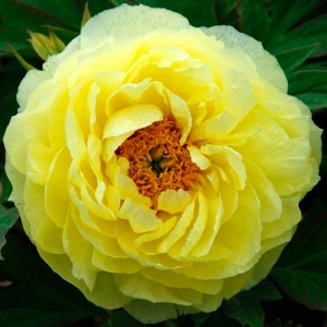 Корневище НВМ Пион Йеллоу 1/2 1шт