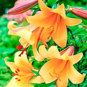 Луковица Лилия Африкан Квин 1 шт/уп