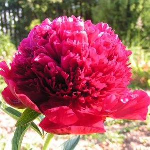 Корневище Пион Ред Шарм 1шт