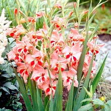 Луковица НВМ Гладиолус Мини Натали 9/+ 5шт