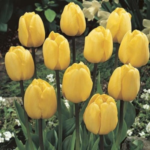 Луковица НВМ Тюльпан Голден Парад 10/11 желтый 5шт